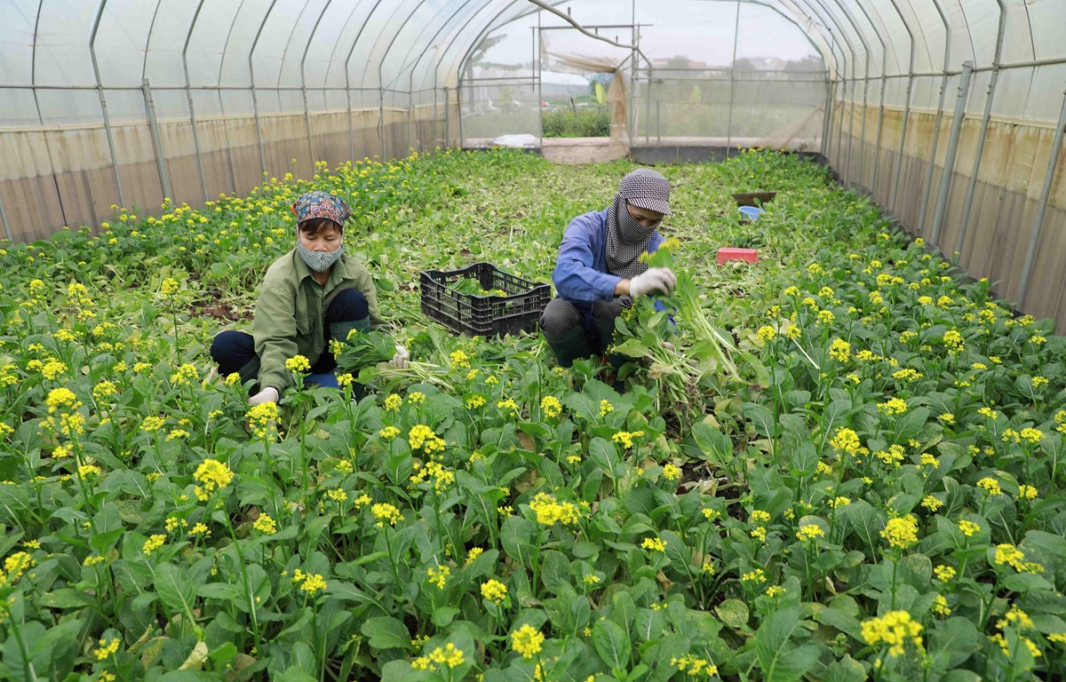 越南力争实现蔬果出口额达100亿美元的目标